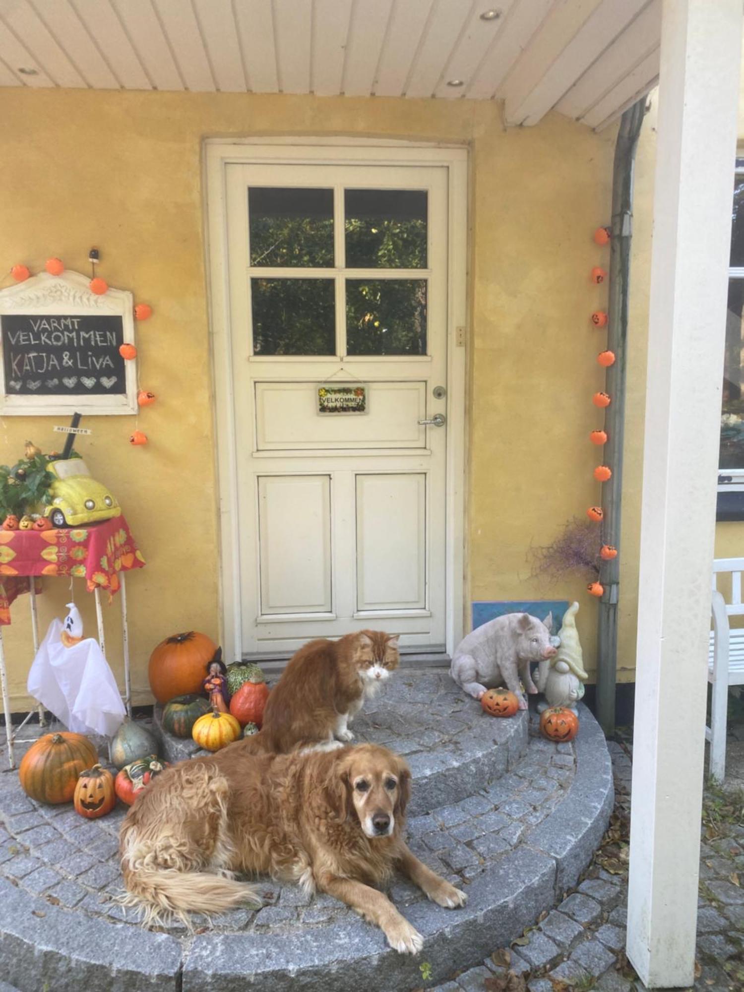 Katja B&B Roskilde Tutti Frutti Home Hedehusene Buitenkant foto